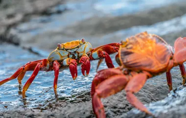 Two crabs staring at each other on wet rocks